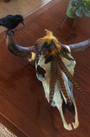REAL Ravens Nest Cow Skull-Spark Social