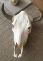 REAL Clean & Simple Cow Skull-Spark Social