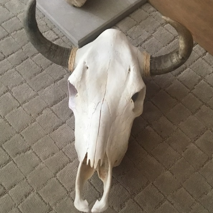 REAL Clean & Simple Cow Skull-Spark Social