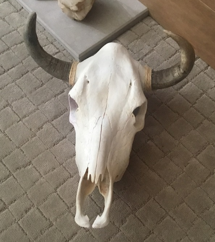 REAL Clean & Simple Cow Skull-Spark Social