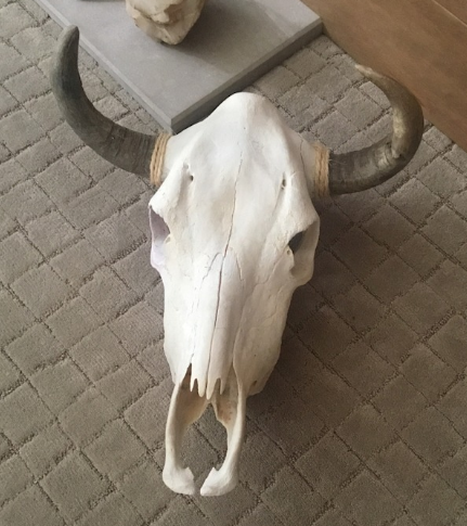 REAL Clean & Simple Cow Skull